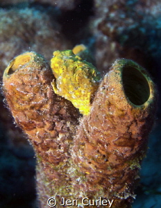 Bonaire, frogfish by Jeri Curley 